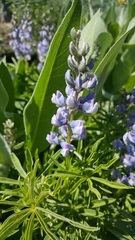 Lupinus argenteus argenteus