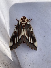 Citheronia splendens