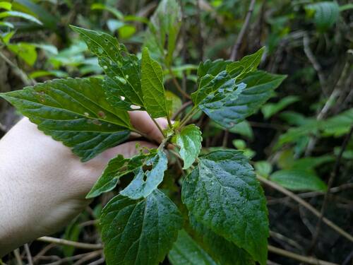 Ageratina adenophora observed 2024-12-20