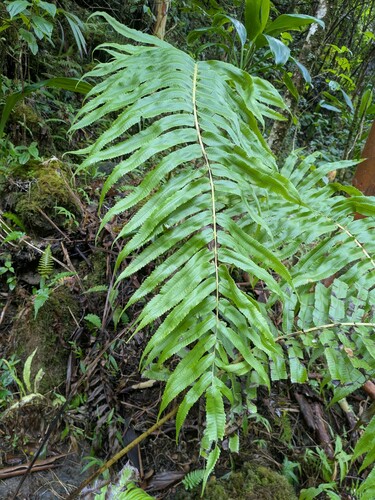 Menisciopsis cyatheoides observed 2024-12-20
