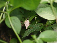 Oxyodes scrobiculata