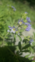Polemonium californicum