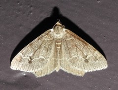 Macaria granitata