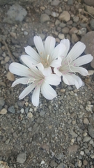 Lewisia