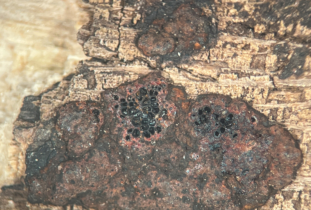 Hypoxylon subgilvum