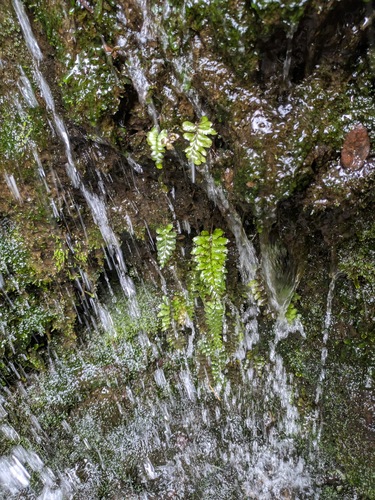 Halved-Spleenwort (Hymenasplenium unilaterale)