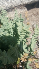 Pellaea bridgesii