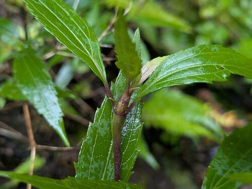 Mist Flower Gall Fly photo 3
