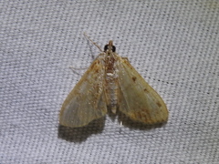 Palpita freemanalis