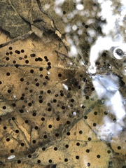 Lithobates sylvaticus