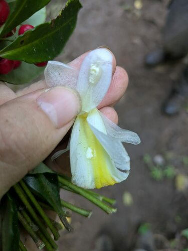 Costus dubius, photograph 2