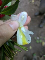 Costus dubius, photograph Kevin Faccenda, CC BY, iNaturalist via GBIF