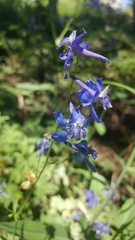 Delphinium glaucum