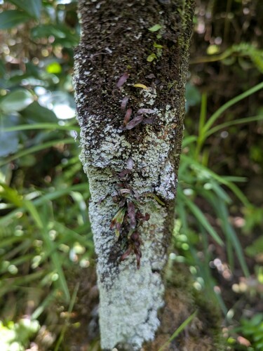 Kolokolo (Adenophorus tenellus)