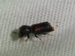 Xylobiops basilaris