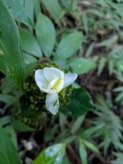 Costus dubius, photograph Kevin Faccenda, CC BY, iNaturalist via GBIF