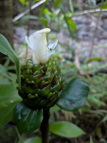 Costus dubius, photograph 5
