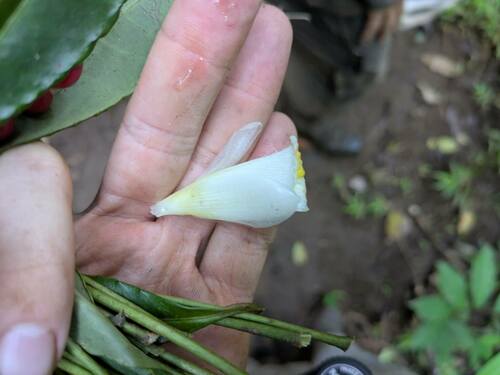Costus dubius, photograph 3