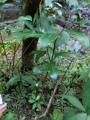 Costus dubius, photograph Kevin Faccenda, CC BY, iNaturalist via GBIF