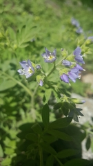 Polemonium californicum