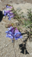 Penstemon