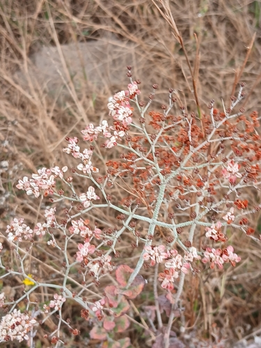 Image of Eriogonum multiflorum by (c) Eleanor Pate, some rights reserved (CC BY)
