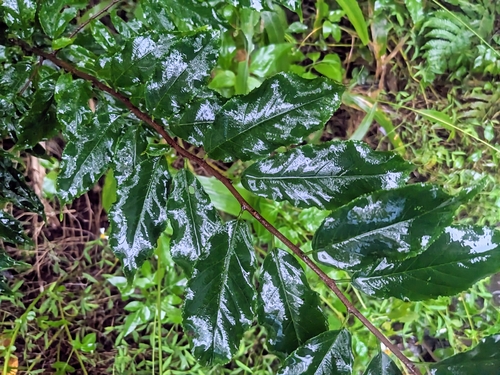 Rhamnella inaequilatera iNat (3)