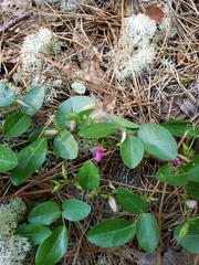 Galactia microphylla