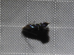 Strobisia proserpinella