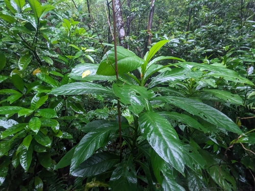 Blumea conspicua observed 2024-10-29