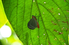 Euplocia membliaria