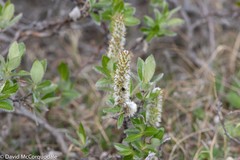 Salix richardsonii