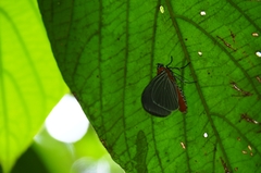 Euplocia membliaria