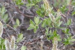 Salix richardsonii