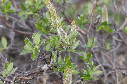 Richardson's willow