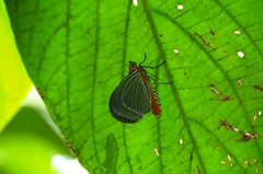 Euplocia membliaria