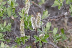 Salix richardsonii