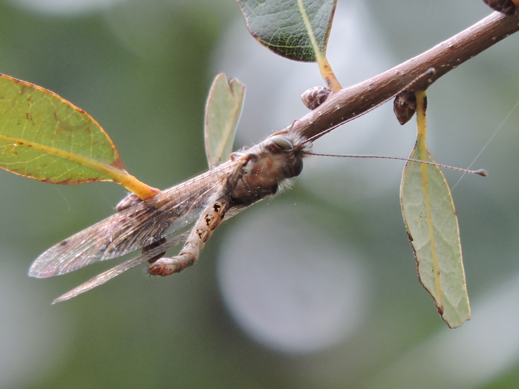 Macleay's Owlfly