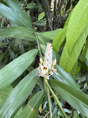 Alpinia oxymitra