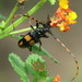 Long-jawed Longhorn Beetle - Photo (c) johnyochum, some rights reserved (CC BY), uploaded by johnyochum