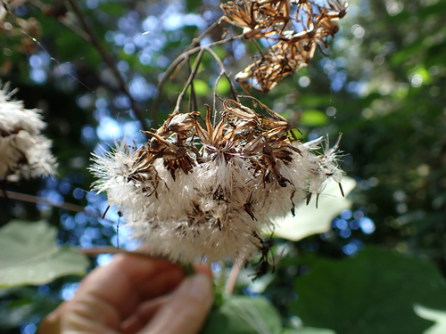 Image of Roldana petasitis by (c) Benjamin Lavin, some rights reserved (CC BY)