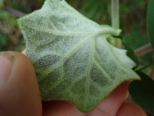 Image of Roldana petasitis by (c) Benjamin Lavin, some rights reserved (CC BY)