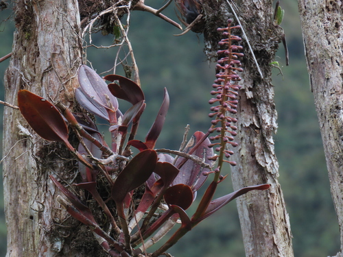 Epidendrum lirion Hágsater & Dodson 2