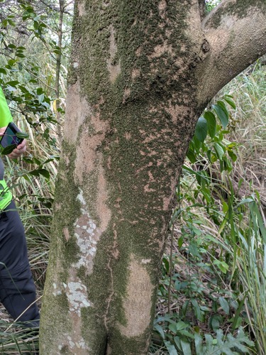 Celtis timorensis observed 2024-12-23