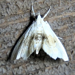 Lipocosma sicalis