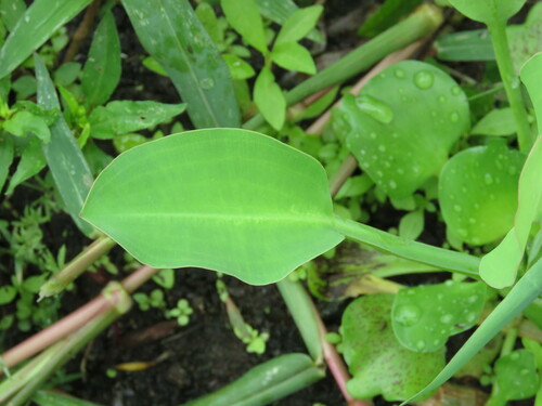 Image of Limnocharis flava by (c) Pablo Cauã da Silva Toledo, some rights reserved (CC BY)