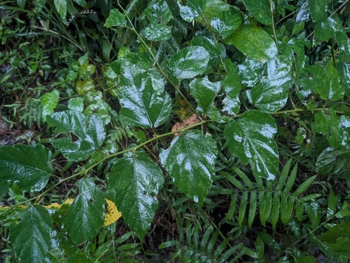 Rubus grayanus iNat (1)