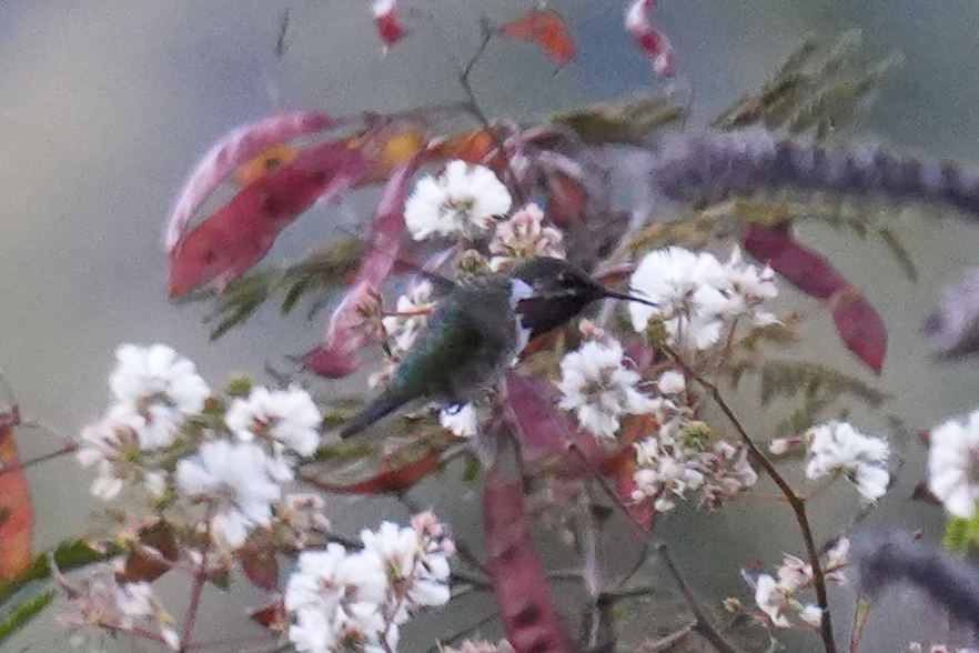Bumblebee Hummingbird from Puesta del Sol, San Mateo Río Hondo, Oaxaca ...