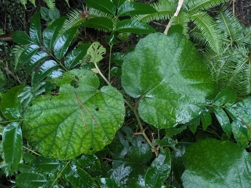 Rubus sieboldii iNat (1)