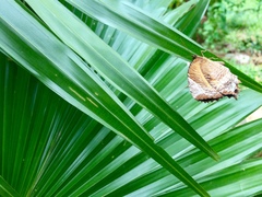 Elymnias hypermnestra